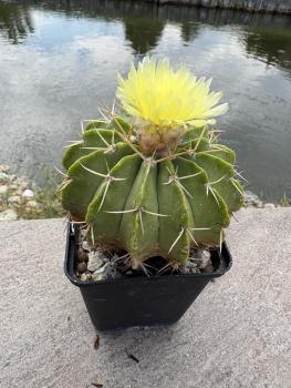 Preview: Parodia sellowii